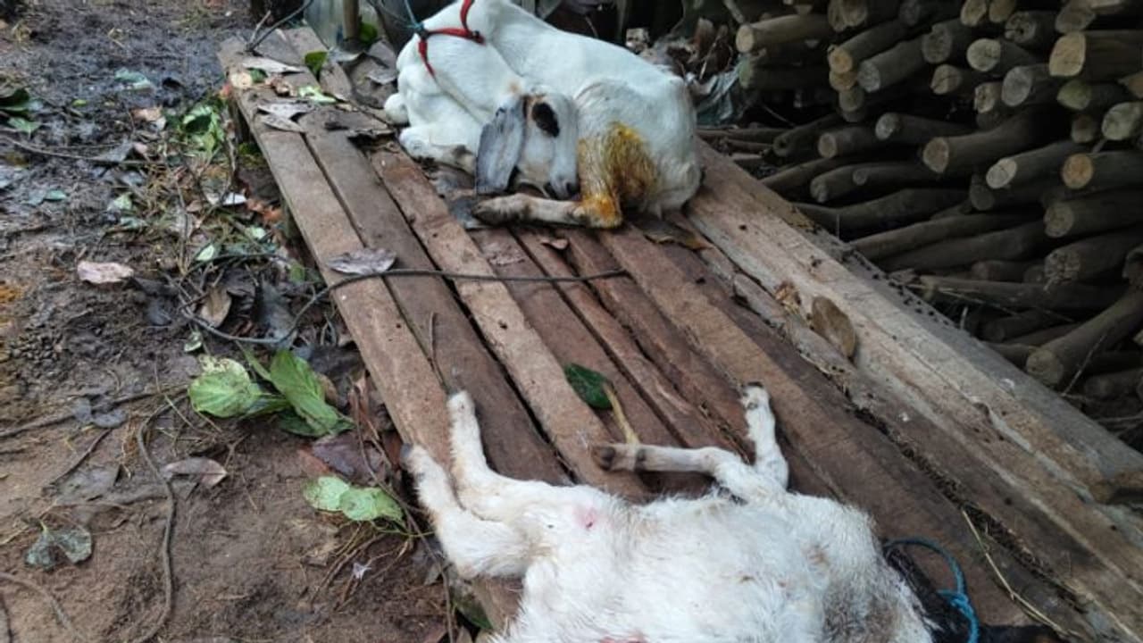 'ബാക്കിയുള്ള ആടുകളെ വിറ്റു, 3 എണ്ണത്തെ ഇഷ്ടംകൊണ്ട് നിർത്തിയതാണ്' ഷൺമുഖനെ കണ്ണീരിലാക്കി തെരുവുനായ ആക്രമണം 