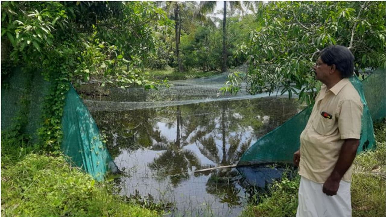 വെളളം കയറി മത്സ്യങ്ങൾ ഒഴുകിപ്പോയി, നഷ്ടമായത് 500 കിലോ കരിമീൻ ഉൾപ്പെടെ, കർഷകന് ലക്ഷങ്ങളുടെ നഷ്ടം