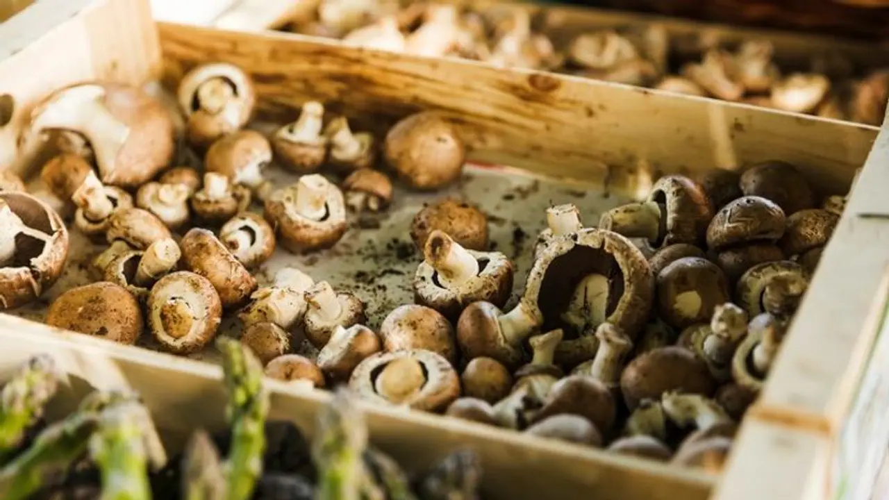 A Journey from MBA to Mushroom Farming: How this Delhi boy built a thriving mushroom business A Journey from MBA to Mushroom Farming: How this Delhi boy built a thriving mushroom business