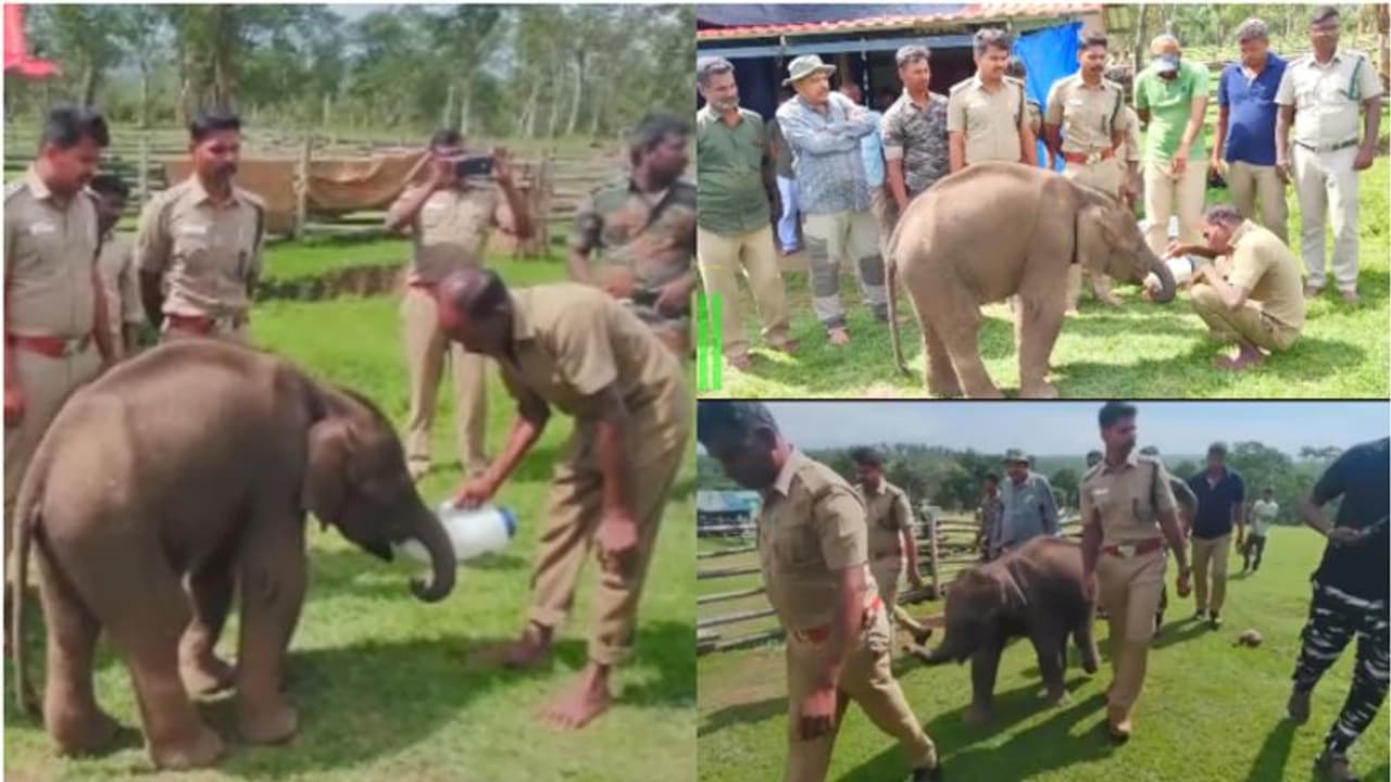 അവശയായ അമ്മയാന ഉപേക്ഷിച്ചു; മൂന്ന് മാസം പ്രായമുള്ള ആനക്കുട്ടിക്ക് താവളമൊരുക്കി വനപാലകര് അവശയായ അമ്മയാന ഉപേക്ഷിച്ചു; മൂന്ന് മാസം പ്രായമുള്ള ആനക്കുട്ടിക്ക് താവളമൊരുക്കി വനപാലകര്