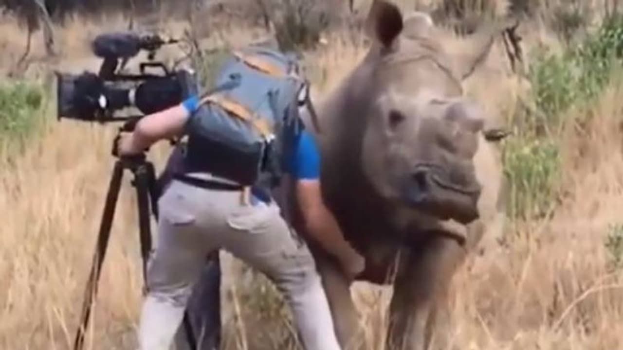 പൂച്ചയും പട്ടിയുമൊന്നുമല്ല മോനേ, കാണ്ടാമൃഗമാണ്, നിൽക്കുന്ന നിൽപ്പ് കണ്ടോ? അമ്പരപ്പിക്കും ഈ വീഡിയോ പൂച്ചയും പട്ടിയുമൊന്നുമല്ല മോനേ, കാണ്ടാമൃഗമാണ്, നിൽക്കുന്ന നിൽപ്പ് കണ്ടോ? അമ്പരപ്പിക്കും ഈ വീഡിയോ