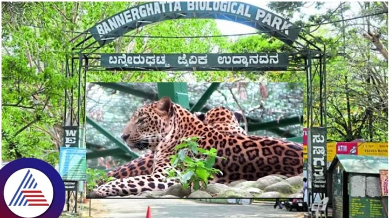 ಬನ್ನೇರುಘಟ್ಟದಲ್ಲಿ ಚಿರತೆ ಸಫಾರಿಗೆ, ಮೈಸೂರಲ್ಲಿ ಮತ್ಸ್ಯಾಗಾರ ನಿರ್ಮಾಣಕ್ಕೆ ಸಚಿವ ಈಶ್ವರ ಖಂಡ್ರೆ ಒಪ್ಪಿಗೆ ಬನ್ನೇರುಘಟ್ಟದಲ್ಲಿ ಚಿರತೆ ಸಫಾರಿಗೆ, ಮೈಸೂರಲ್ಲಿ ಮತ್ಸ್ಯಾಗಾರ ನಿರ್ಮಾಣಕ್ಕೆ ಸಚಿವ ಈಶ್ವರ ಖಂಡ್ರೆ ಒಪ್ಪಿಗೆ