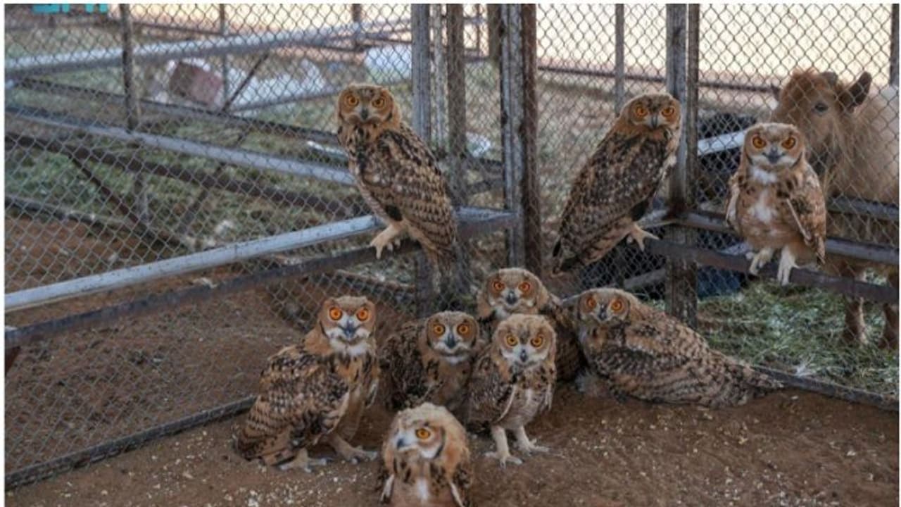 കൈവശമുള്ളത് 179 വന്യജീവികള്, കയ്യോടെ പിടികൂടി അധികൃതര്; മൂന്ന് വിദേശികളടക്കം നാലുപേർ അറസ്റ്റില് കൈവശമുള്ളത് 179 വന്യജീവികള്, കയ്യോടെ പിടികൂടി അധികൃതര്; മൂന്ന് വിദേശികളടക്കം നാലുപേർ അറസ്റ്റില്