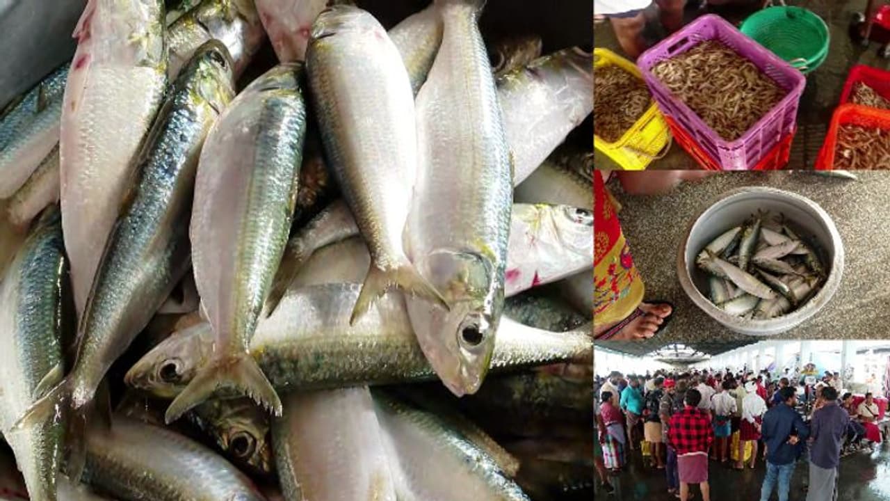 'മത്തി 'ചെറിയ മിനല്ല, വില കിലോയ്ക്ക് 300 കടന്നു;ട്രോളിംഗ് നിരോധനം നിലവിൽ വന്നതോടെ മത്സ്യവില കുതിക്കുന്നു 'മത്തി 'ചെറിയ മിനല്ല, വില കിലോയ്ക്ക് 300 കടന്നു;ട്രോളിംഗ് നിരോധനം നിലവിൽ വന്നതോടെ മത്സ്യവില കുതിക്കുന്നു