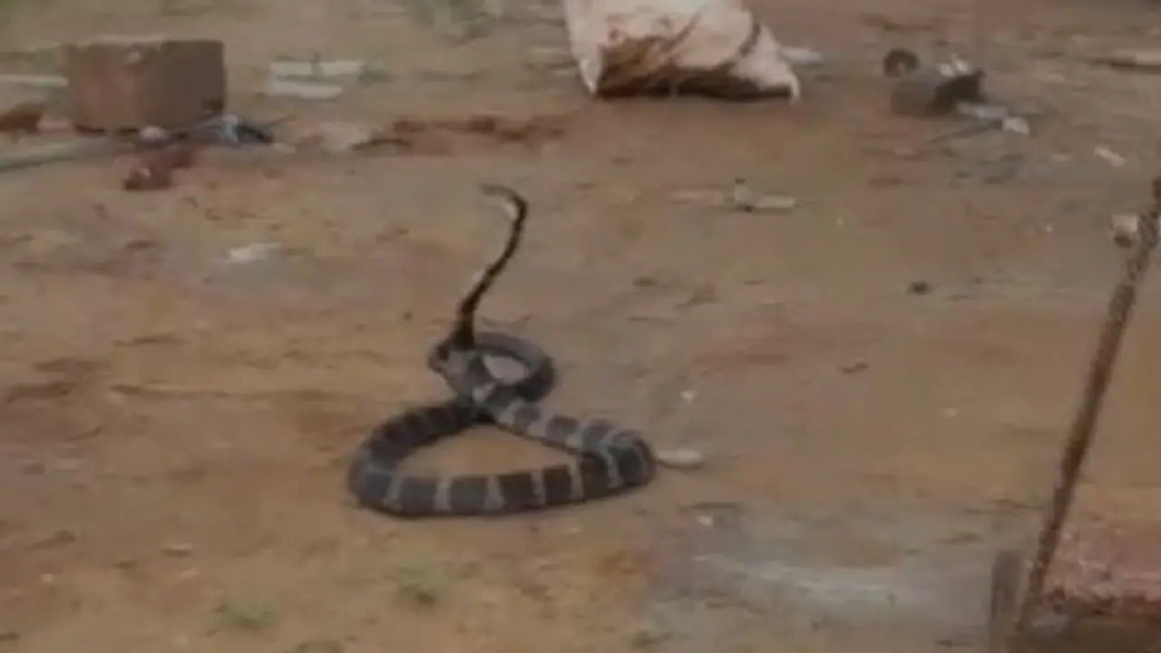 ಕೊಡಗು: ಮನೆಯಲ್ಲಿ ಸೇರಿಕೊಂಡ ಕಾಳಿಂಗ ಸರ್ಪ, ಹೌಹಾರಿದ ಜನತೆ..! ಕೊಡಗು: ಮನೆಯಲ್ಲಿ ಸೇರಿಕೊಂಡ ಕಾಳಿಂಗ ಸರ್ಪ, ಹೌಹಾರಿದ ಜನತೆ..!