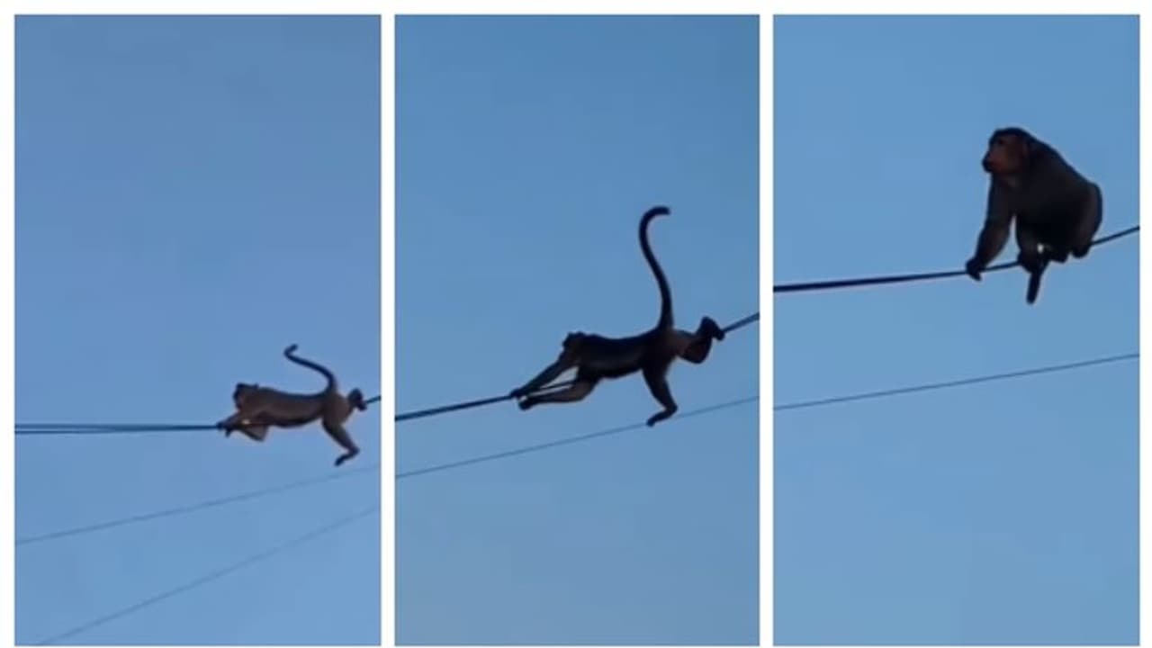 പ്ലാനറ്റ് എയ്പ്സില്‍ നിന്ന് കമാന്‍റോസ് ഇറങ്ങി; ഇലക്ട്രിക് കേബിളിലൂടെ ഊഴ്ന്നിറങ്ങുന്ന കുരങ്ങുകളുടെ വീഡിയോ വൈറൽ