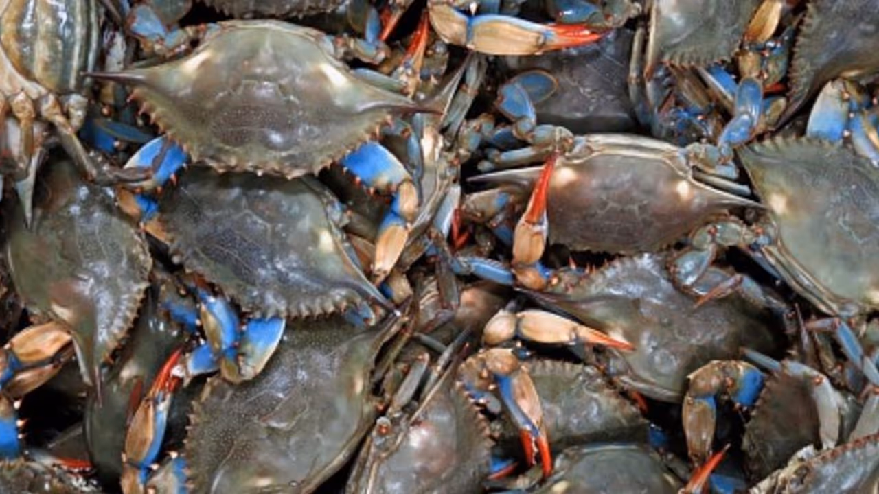 മത്സ്യസമ്പത്തിന് വെല്ലുവിളിയായി നീല ഞണ്ടുകൾ, ആഹാരത്തിലൂടെ പരിഹാരം കണ്ട് കാറ്റണിയ മത്സ്യസമ്പത്തിന് വെല്ലുവിളിയായി നീല ഞണ്ടുകൾ, ആഹാരത്തിലൂടെ പരിഹാരം കണ്ട് കാറ്റണിയ