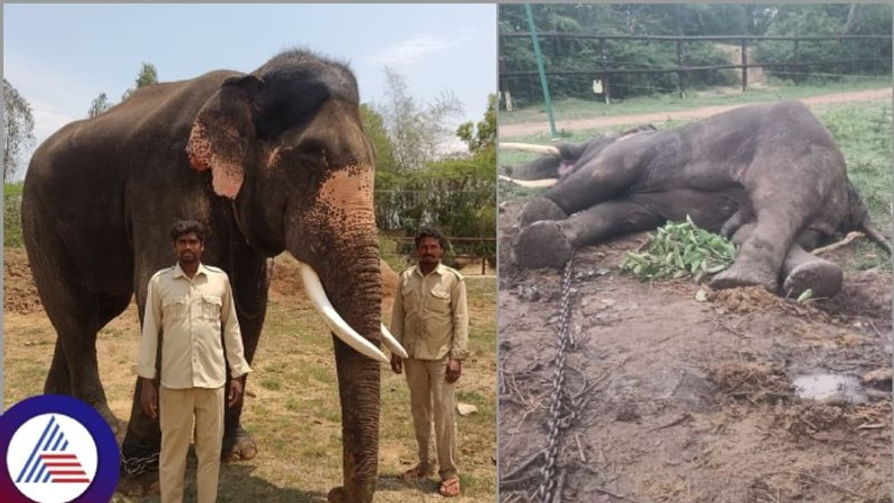 ದಸರಾ ಉತ್ಸವದ ಮತ್ತೊಂದು ಆನೆ ಅಶ್ವತ್ಥಾಮ ಸಾವು; ಸೋಲಾರ್ ತಂತಿಬೇಲಿ ತಗುಲಿ ಪ್ರಾಣಬಿಟ್ಟ ಗಜ ದಸರಾ ಉತ್ಸವದ ಮತ್ತೊಂದು ಆನೆ ಅಶ್ವತ್ಥಾಮ ಸಾವು; ಸೋಲಾರ್ ತಂತಿಬೇಲಿ ತಗುಲಿ ಪ್ರಾಣಬಿಟ್ಟ ಗಜ