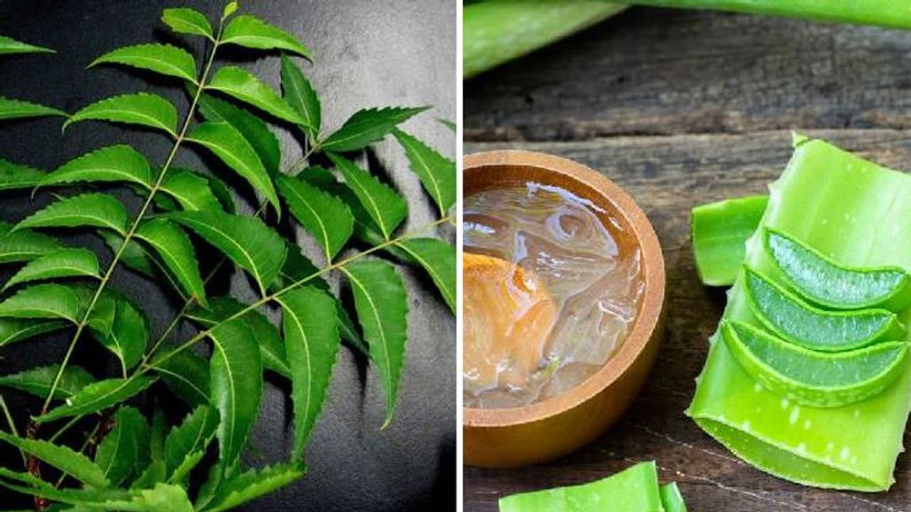 बढ़े हुए ब्लड शुगर को लाइन में ला देती हैं ये मेडिशनल लीव्स, स्टडी में भी हो चुका है प्रूव बढ़े हुए ब्लड शुगर को लाइन में ला देती हैं ये मेडिशनल लीव्स, स्टडी में भी हो चुका है प्रूव