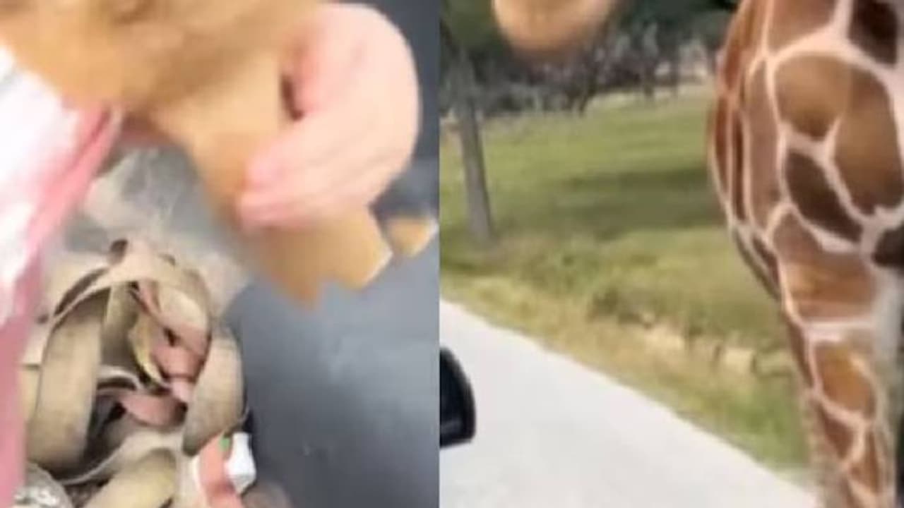 മൃ​ഗശാല സന്ദർശിക്കാനെത്തിയ കുഞ്ഞിനെ എടുത്തുയർത്തി ജിറാഫ്, ഞെട്ടിക്കുന്ന വീഡിയോ 