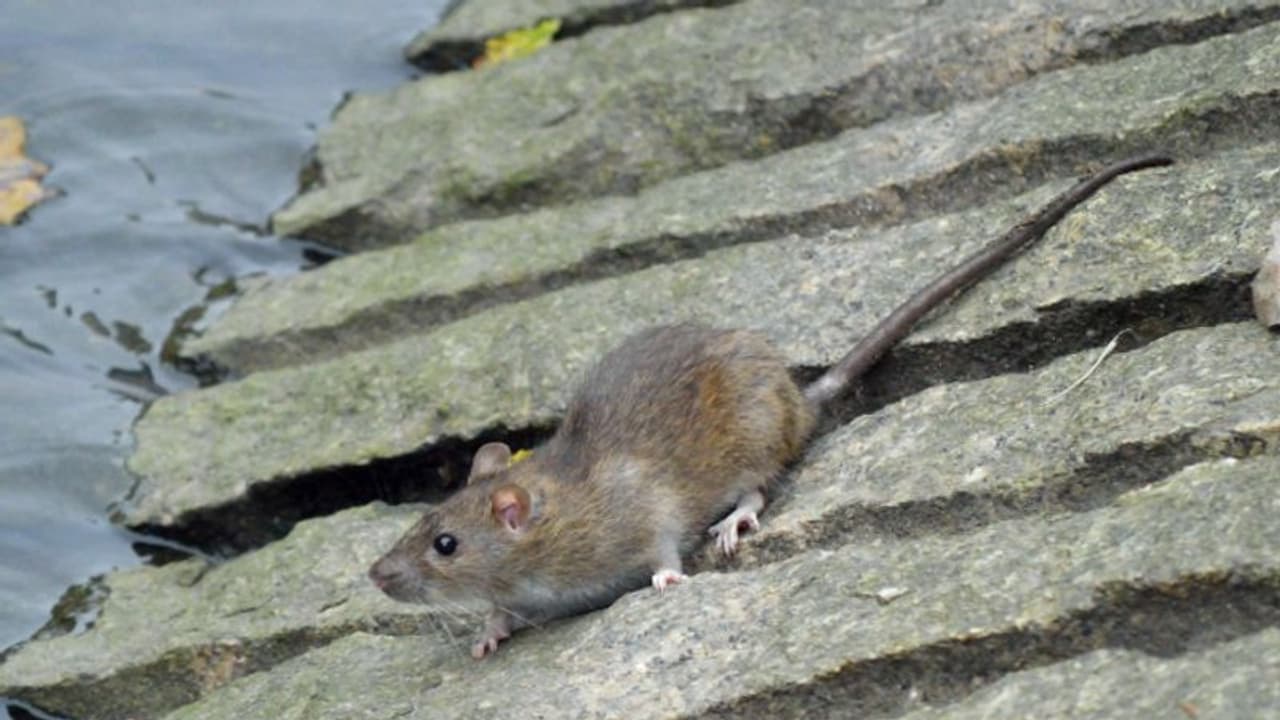 മഴക്കാലത്ത് എലിയെ വീട്ടില്‍ നിന്ന് തുരത്താന്‍ ഇതാ ചില എളുപ്പവഴികള്‍ 