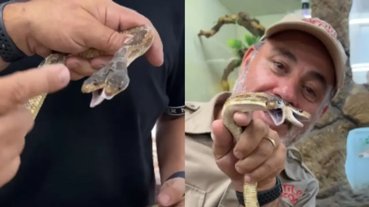 Viral Video: Rare Two Headed Snake Video Goes Viral from Zoo Enclosure [WATCH]