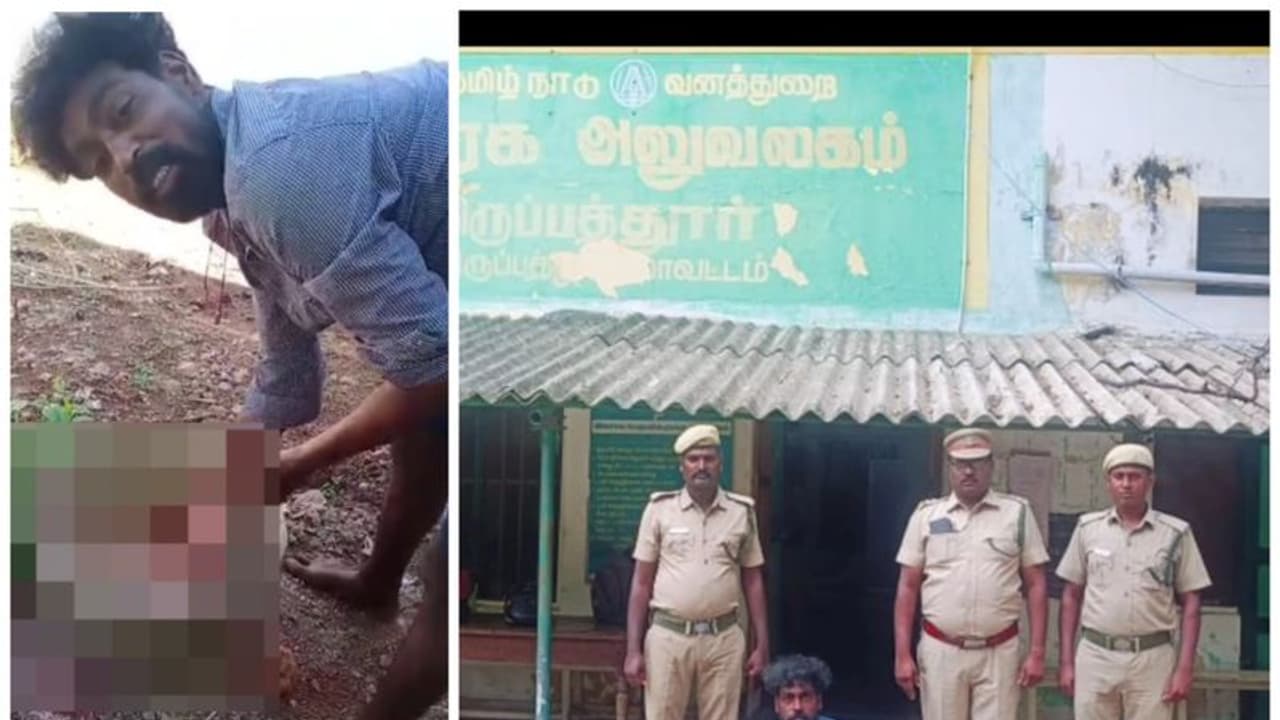 சாரை பாம்பை தோல் உரித்து சமைத்து சாப்பிட்ட திருப்பத்தூர் பியர்கிரில்ஸ்; வனத்துறை அதிகாரிகள் சிறப்பு கவனிப்பு