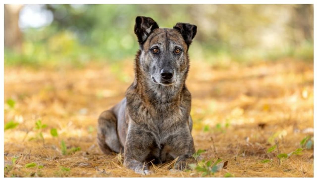 30,000 വർഷങ്ങൾക്ക് മുമ്പ് ആദിമ മനുഷ്യന്‍ ഭക്ഷണം പാചകം ചെയ്ത് നായ്ക്കള്‍ക്കും നല്‍കിയിരുന്നതായി പഠനം 