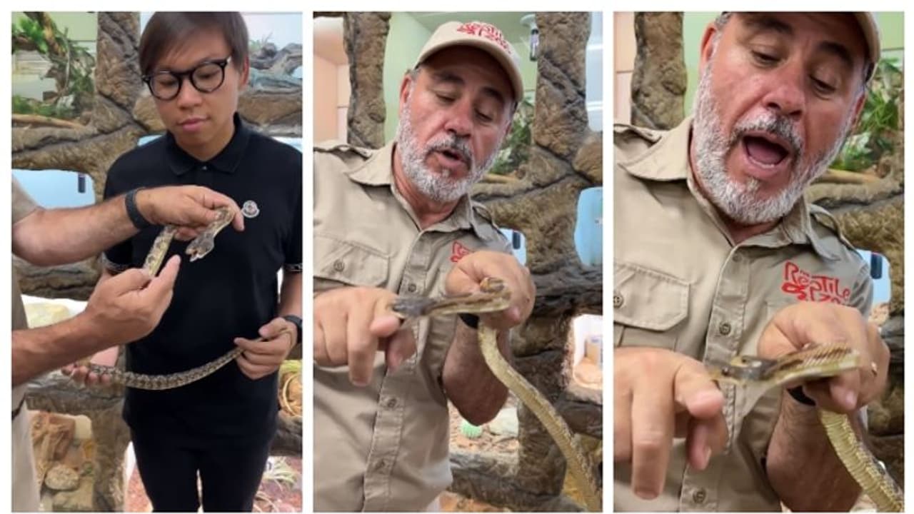  'രണ്ട് തവണ കടിയേറ്റു...'; ഇരുതല പാമ്പിനെ സന്ദർശകരെ കാണിക്കുന്നതിനിടെ മൃഗശാല ജീവനക്കാരന് കടിയേൽക്കുന്ന വീഡിയോ 