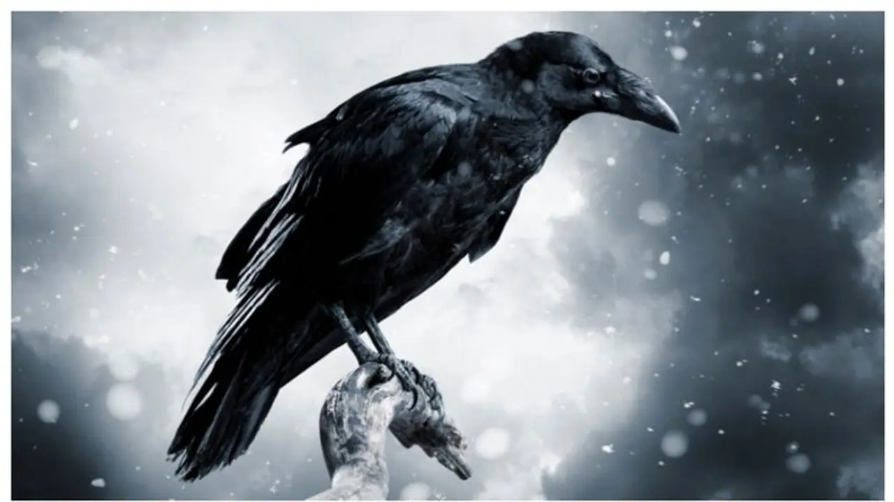 ആവര്‍ത്തിച്ചാൽ കണ്ട് പിടിക്കും; പ്രൈമേറ്റുകൾക്ക് മാത്രമുണ്ടെന്ന് കരുതിയ കഴിവുകൾ കാക്കകള്‍ക്കുണ്ടെന്ന് പഠനം 