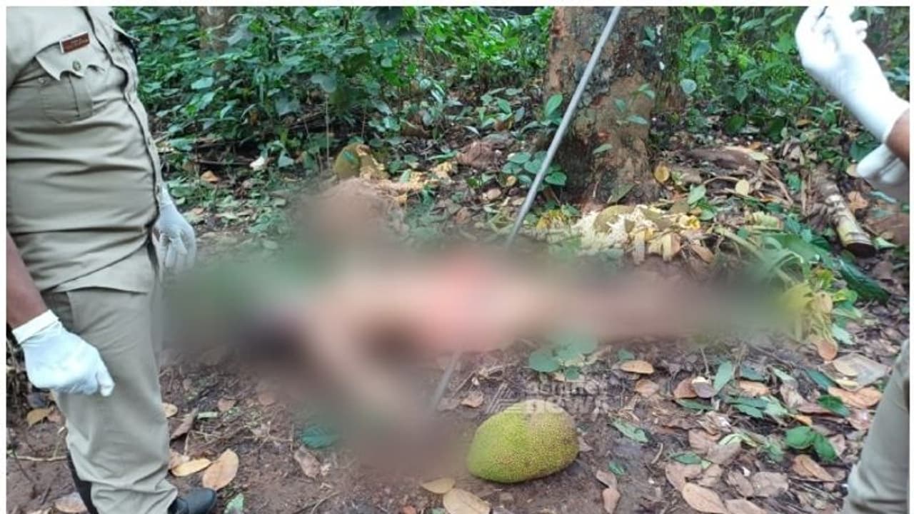 ചക്ക പറിക്കുന്നതിനിടെ ഷോക്കേറ്റ് 65 കാരന് ദാരുണാന്ത്യം ചക്ക പറിക്കുന്നതിനിടെ ഷോക്കേറ്റ് 65 കാരന് ദാരുണാന്ത്യം