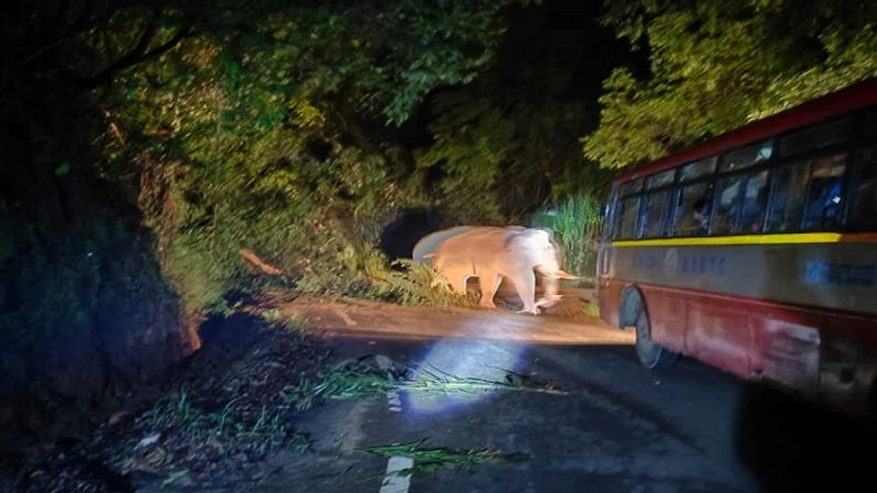 ಚಿಕ್ಕಮಗಳೂರು: ಚಾರ್ಮಾಡಿ ಘಾಟಿಯಲ್ಲಿ ಸರ್ಕಾರಿ ಬಸ್ಸಿಗೆ ಅಡ್ಡ ಬಂದ ಕಾಡಾನೆ, ಕಕ್ಕಾಬಿಕ್ಕಿಯಾದ ಪ್ರಯಾಣಿಕರು..! ಚಿಕ್ಕಮಗಳೂರು: ಚಾರ್ಮಾಡಿ ಘಾಟಿಯಲ್ಲಿ ಸರ್ಕಾರಿ ಬಸ್ಸಿಗೆ ಅಡ್ಡ ಬಂದ ಕಾಡಾನೆ, ಕಕ್ಕಾಬಿಕ್ಕಿಯಾದ ಪ್ರಯಾಣಿಕರು..!