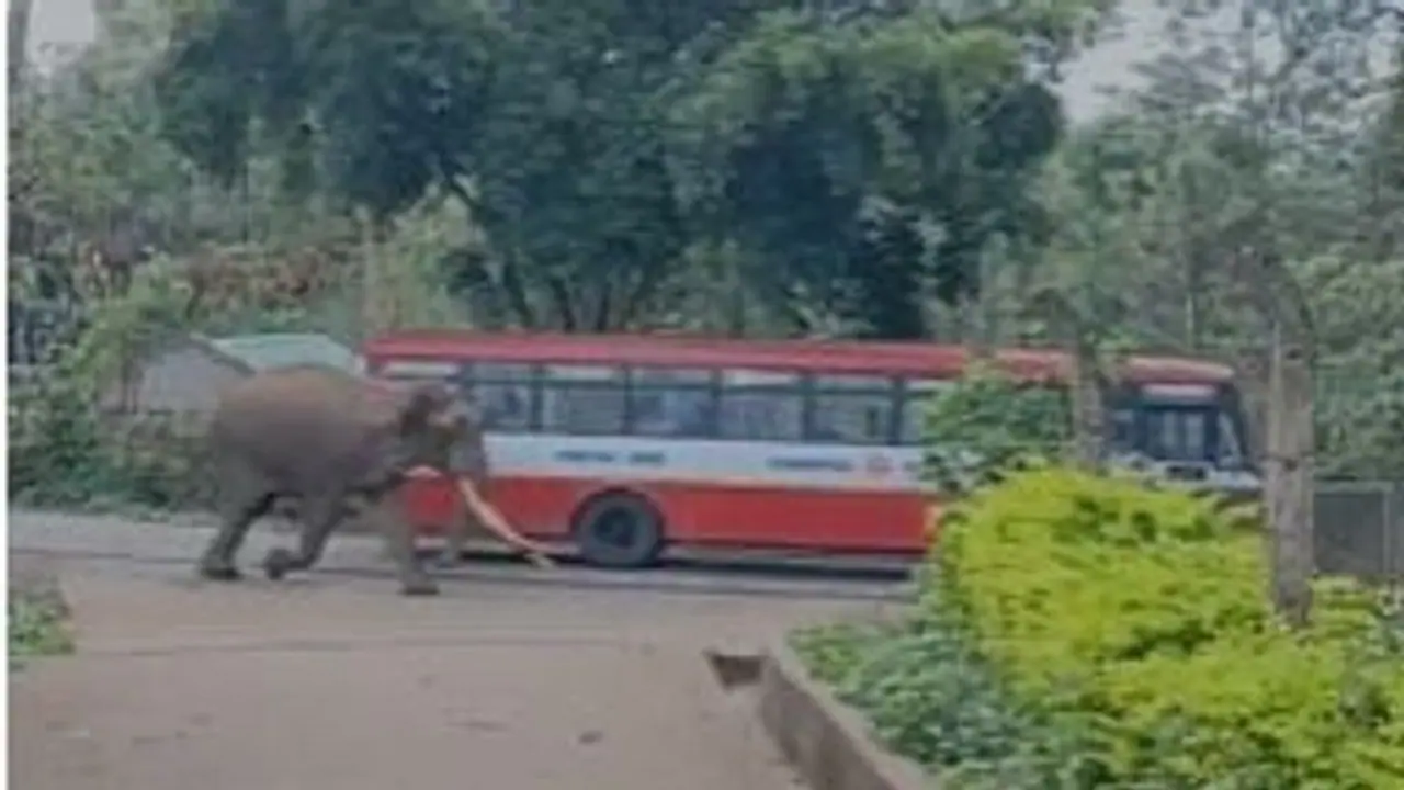 ಚಾಮರಾಜನಗರ: ಬಿಳಿಗಿರಿರಂಗನ ಬೆಟ್ಟದಲ್ಲಿ ಓಡಾಡಿದ ಆನೆ, ಆತಂಕದಲ್ಲಿ ಜನತೆ..!