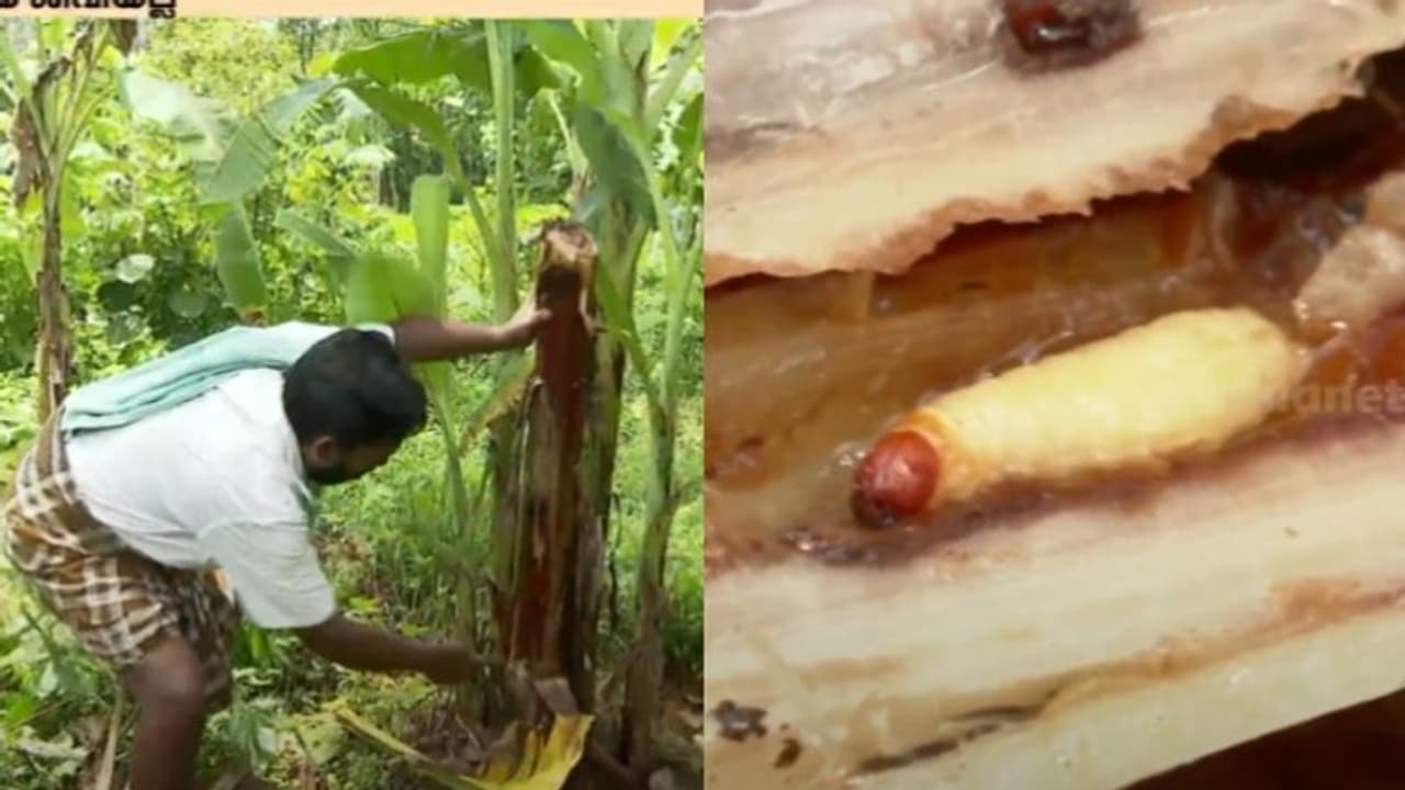 വാഴ കർഷകർക്ക് ഭീഷണിയായി പിണ്ടിപ്പുഴു ശല്യം; നശിച്ചത് ആയിരക്കണക്കിന് വാഴകൾ വാഴ കർഷകർക്ക് ഭീഷണിയായി പിണ്ടിപ്പുഴു ശല്യം; നശിച്ചത് ആയിരക്കണക്കിന് വാഴകൾ