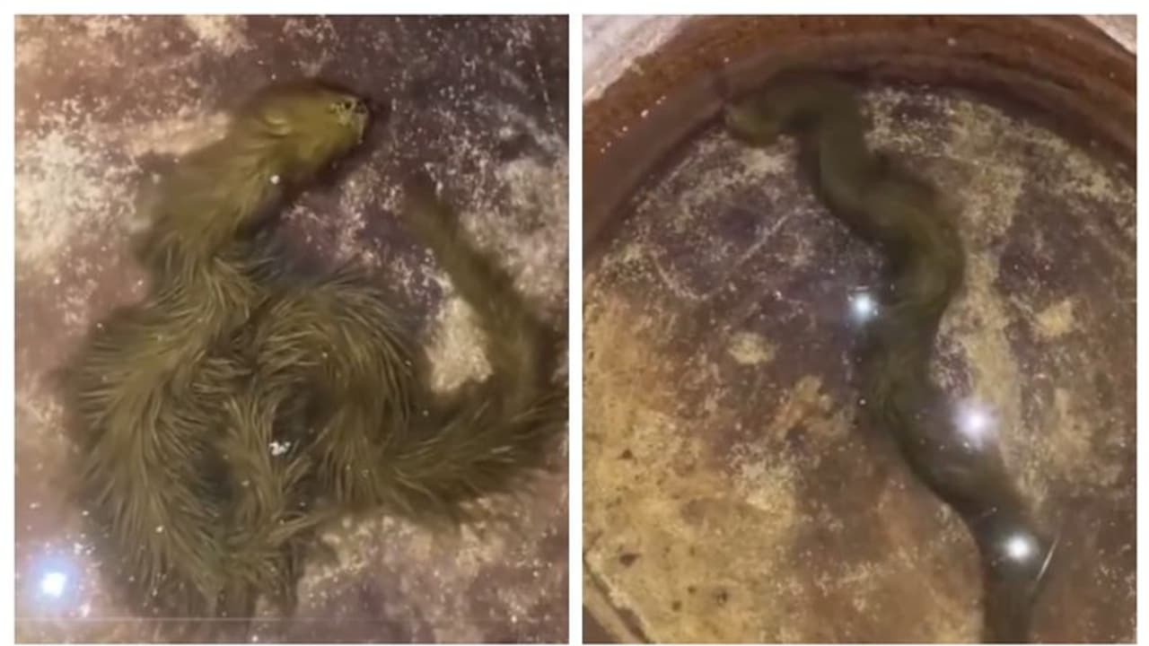 പാമ്പോ അതോ ഡ്രാഗണ് കുഞ്ഞോ? പായല് പിടിച്ച പാമ്പിന്റെ വീഡിയോ കണ്ട് അന്തംവിട്ട് സോഷ്യല് മീഡിയ പാമ്പോ അതോ ഡ്രാഗണ് കുഞ്ഞോ? പായല് പിടിച്ച പാമ്പിന്റെ വീഡിയോ കണ്ട് അന്തംവിട്ട് സോഷ്യല് മീഡിയ