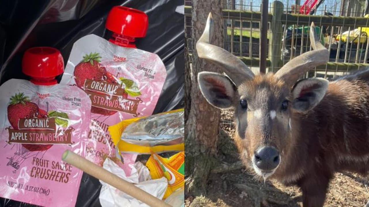 സഞ്ചാരികളുടെ 'വികൃതി', മൃഗശാലയിൽ അപൂർവ്വയിനം മാനിന് ദാരുണാന്ത്യം സഞ്ചാരികളുടെ 'വികൃതി', മൃഗശാലയിൽ അപൂർവ്വയിനം മാനിന് ദാരുണാന്ത്യം