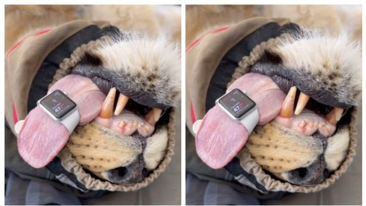 മനുഷ്യന്‍റെ മാത്രമല്ല, സിംഹത്തിന്‍റെ ഹൃദയമിടിപ്പും അളക്കും, ആപ്പിള്‍ വാച്ച്; വീഡിയോ വൈറല്‍ 