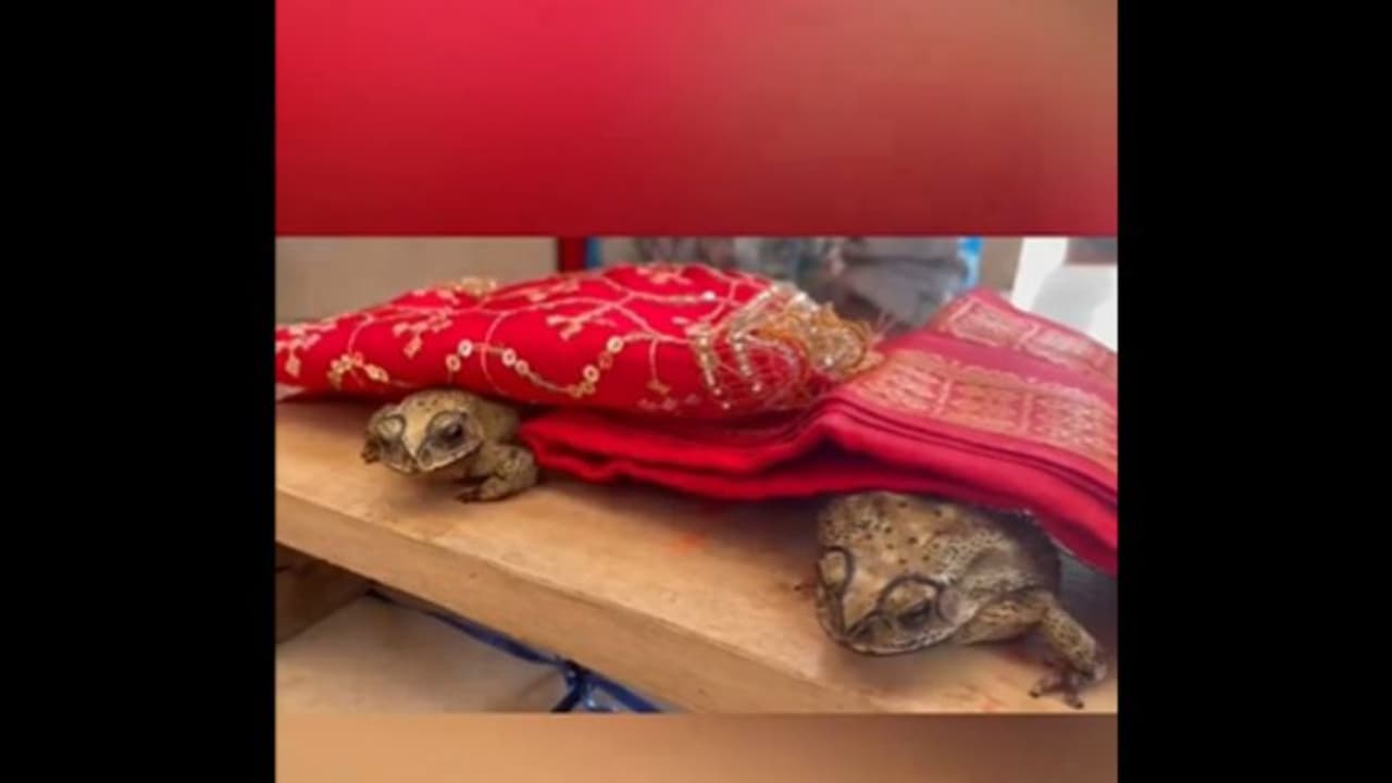 WATCH: Varanasi Residents Arrange Frog Wedding to Please Rain Deities