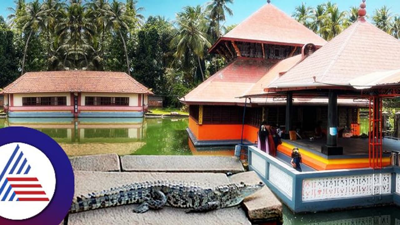 ಪ್ರಸಿದ್ಧ ಅನಂತಪುರ ಕ್ಷೇತ್ರದಲ್ಲಿ ಮತ್ತೆ ಅಚ್ಚರಿ, ಅಂದು ಪತ್ಯಕ್ಷವಾಗಿದ್ದ ಮರಿ ಮೊಸಳೆ ಗರ್ಭಗುಡಿ ಸಮೀಪ ವಿಶ್ರಾಂತಿ! ಪ್ರಸಿದ್ಧ ಅನಂತಪುರ ಕ್ಷೇತ್ರದಲ್ಲಿ ಮತ್ತೆ ಅಚ್ಚರಿ, ಅಂದು ಪತ್ಯಕ್ಷವಾಗಿದ್ದ ಮರಿ ಮೊಸಳೆ ಗರ್ಭಗುಡಿ ಸಮೀಪ ವಿಶ್ರಾಂತಿ!