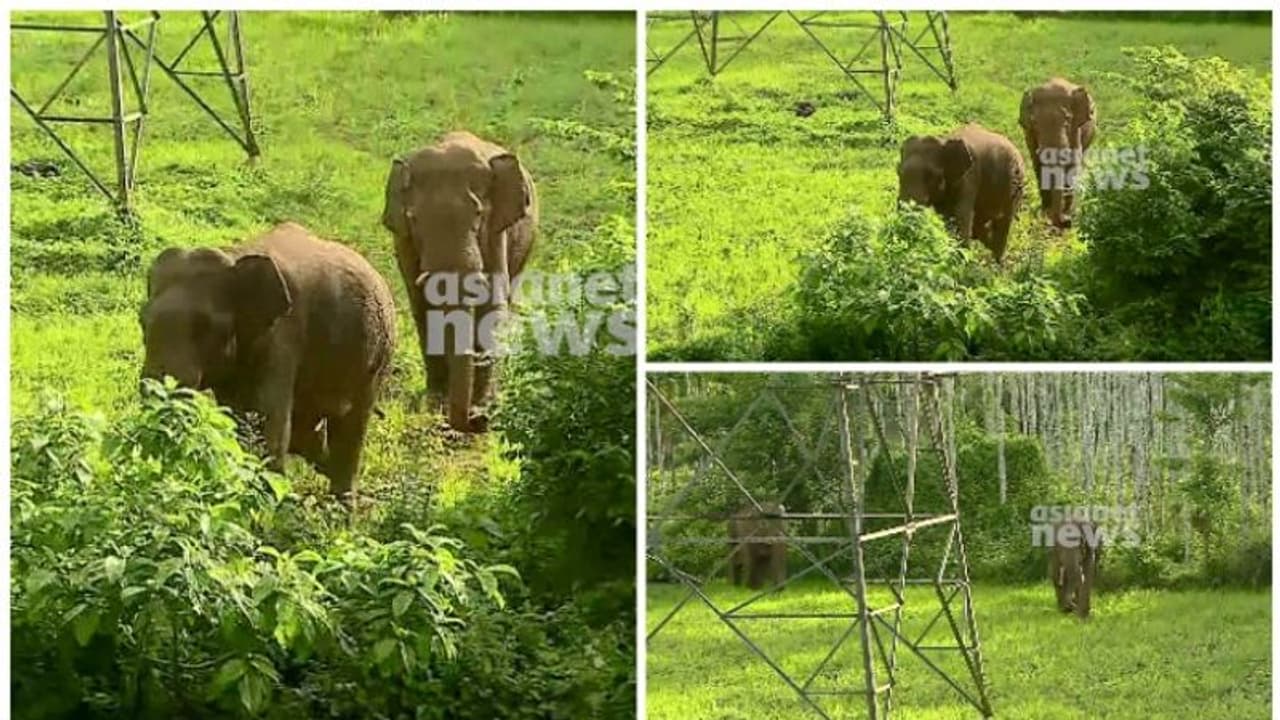 വയനാട് ജനവാസ മേഖലയിൽ കാട്ടാനകള്; വനത്തിലേക്ക് തുരത്താനുള്ള ശ്രമം തുടർന്ന് വനംവകുപ്പ് വയനാട് ജനവാസ മേഖലയിൽ കാട്ടാനകള്; വനത്തിലേക്ക് തുരത്താനുള്ള ശ്രമം തുടർന്ന് വനംവകുപ്പ്