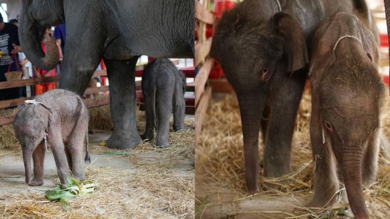 നൂറിൽ ഒന്ന് മാത്രമുള്ള സാധ്യത, അമ്മയെ വരെ അമ്പരപ്പിച്ച് കുട്ടിയാന, തായ്‌ലൻഡിൽ പിറന്നത് ഇരട്ട ആനക്കുട്ടികൾ