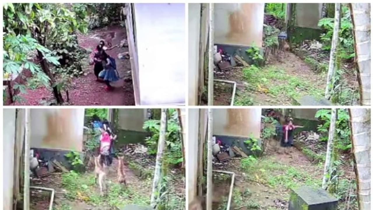 സ്കൂൾ കുട്ടികൾക്ക് നേരെ പാ‍ഞ്ഞടുത്ത് തെരുവുനായ്ക്കൾ; സിസിടിവി ദൃശ്യങ്ങൾ പുറത്ത്