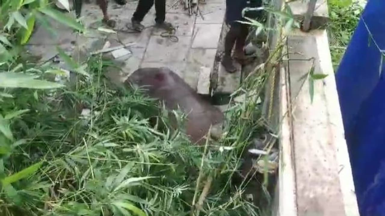 പെരുന്നാൾ കശാപ്പിനെത്തിച്ച 7 പോത്തുകളിൽ ഒന്ന് വിരണ്ടോടി, പിടിച്ചത് 2 മണിക്കൂര് പരിശ്രമത്തിൽ, ഒരാൾക്ക് പരിക്ക് പെരുന്നാൾ കശാപ്പിനെത്തിച്ച 7 പോത്തുകളിൽ ഒന്ന് വിരണ്ടോടി, പിടിച്ചത് 2 മണിക്കൂര് പരിശ്രമത്തിൽ, ഒരാൾക്ക് പരിക്ക്