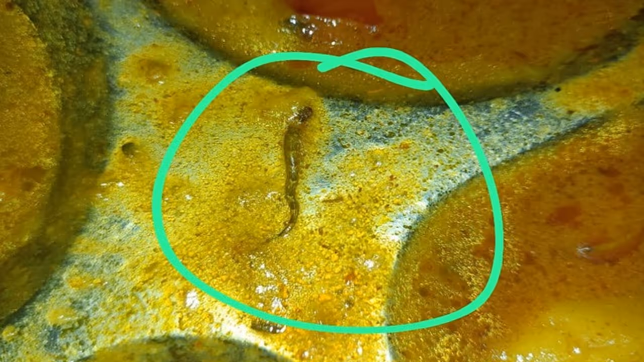 Bihar college student alleges contaminated food in mess: Dead snake found, expired bread served