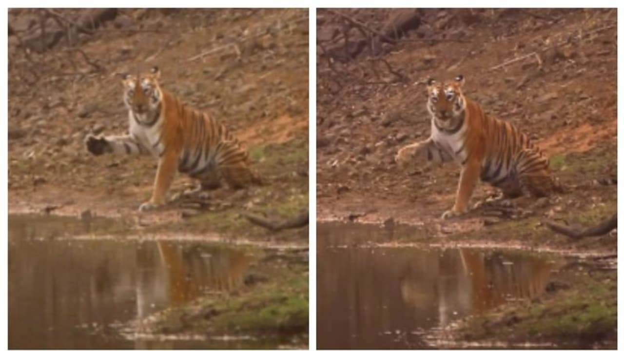 സന്ദര്‍ശകര്‍ക്ക് നേരെ കൈ വീശിക്കാണിക്കുന്ന കടുവ; 'കൈവീശിയതല്ലടേയ്... വെള്ളം കുടഞ്ഞതെ'ന്ന് സോഷ്യല്‍ മീഡിയ