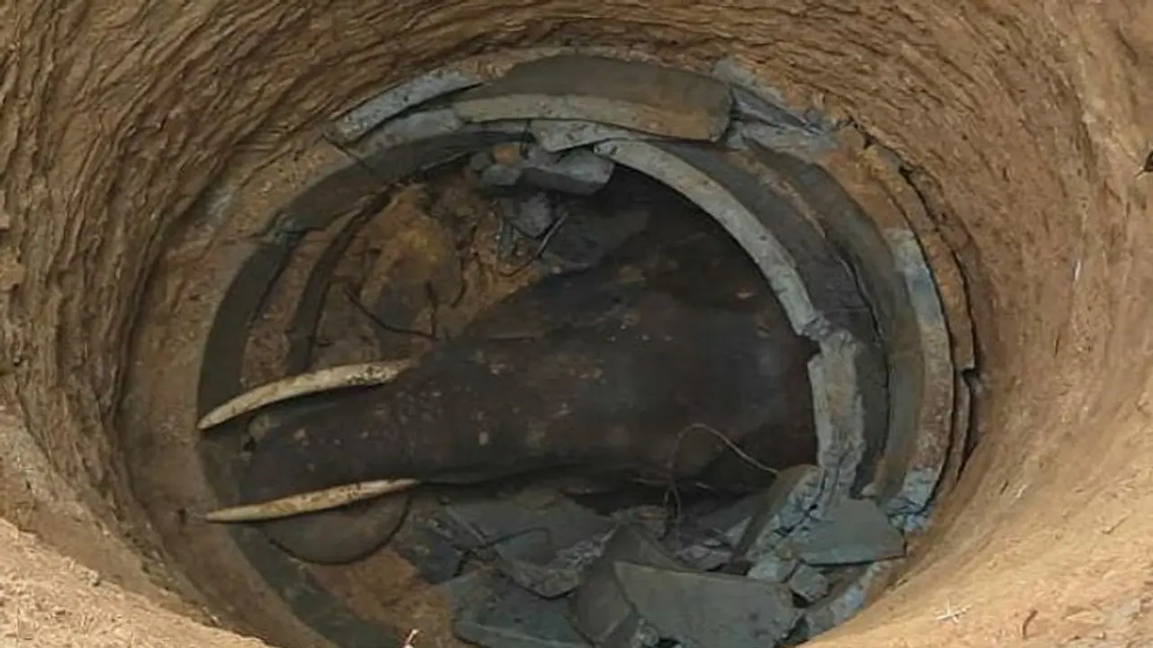 ಕೊಡಗು: ತೆರೆದ ಬಾವಿಗೆ ಬಿದ್ದು ಕಾಡಾನೆ ಸಾವು ಕೊಡಗು: ತೆರೆದ ಬಾವಿಗೆ ಬಿದ್ದು ಕಾಡಾನೆ ಸಾವು