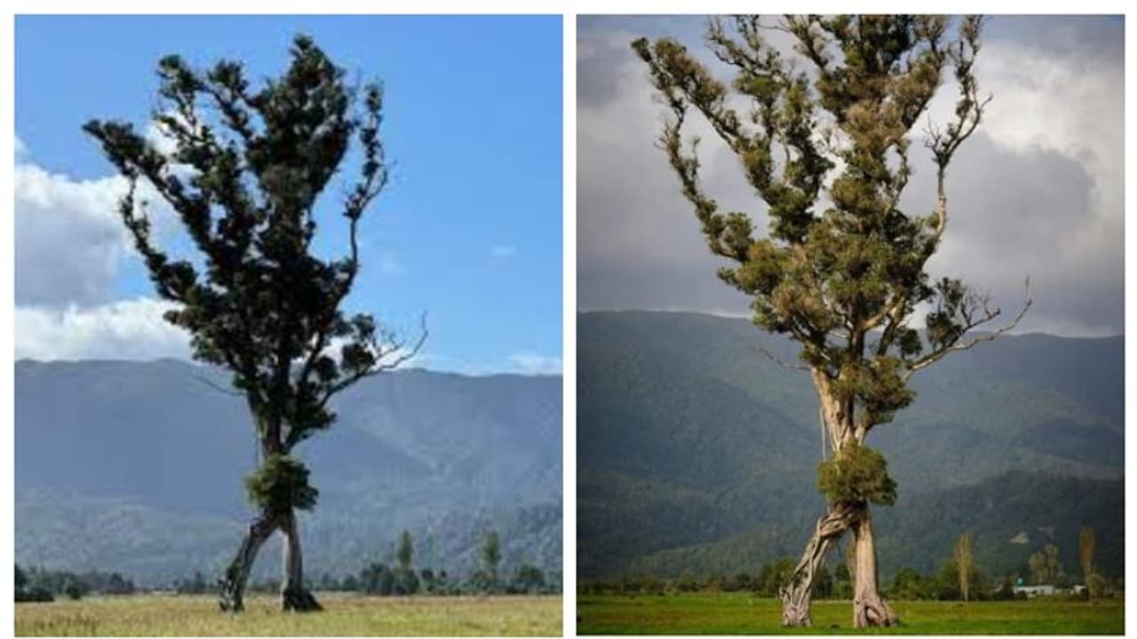 ന്യൂസിലന്ഡിലെ ഈ വർഷത്തെ വൃക്ഷ പുരസ്കാരം 105 അടി ഉയരമുള്ള 'നടക്കുന്ന മര'ത്തിന് ന്യൂസിലന്ഡിലെ ഈ വർഷത്തെ വൃക്ഷ പുരസ്കാരം 105 അടി ഉയരമുള്ള 'നടക്കുന്ന മര'ത്തിന്
