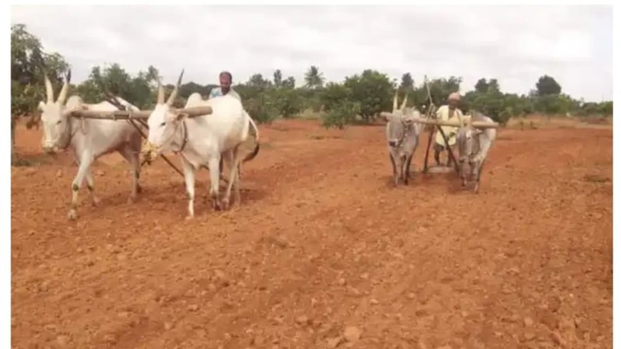 ರಾಮನಗರ: ಪೂರ್ವ ಮುಂಗಾರಿನಲ್ಲಿ ಶೇ.82.87ರಷ್ಟು ಬಿತ್ತನೆ ರಾಮನಗರ: ಪೂರ್ವ ಮುಂಗಾರಿನಲ್ಲಿ ಶೇ.82.87ರಷ್ಟು ಬಿತ್ತನೆ