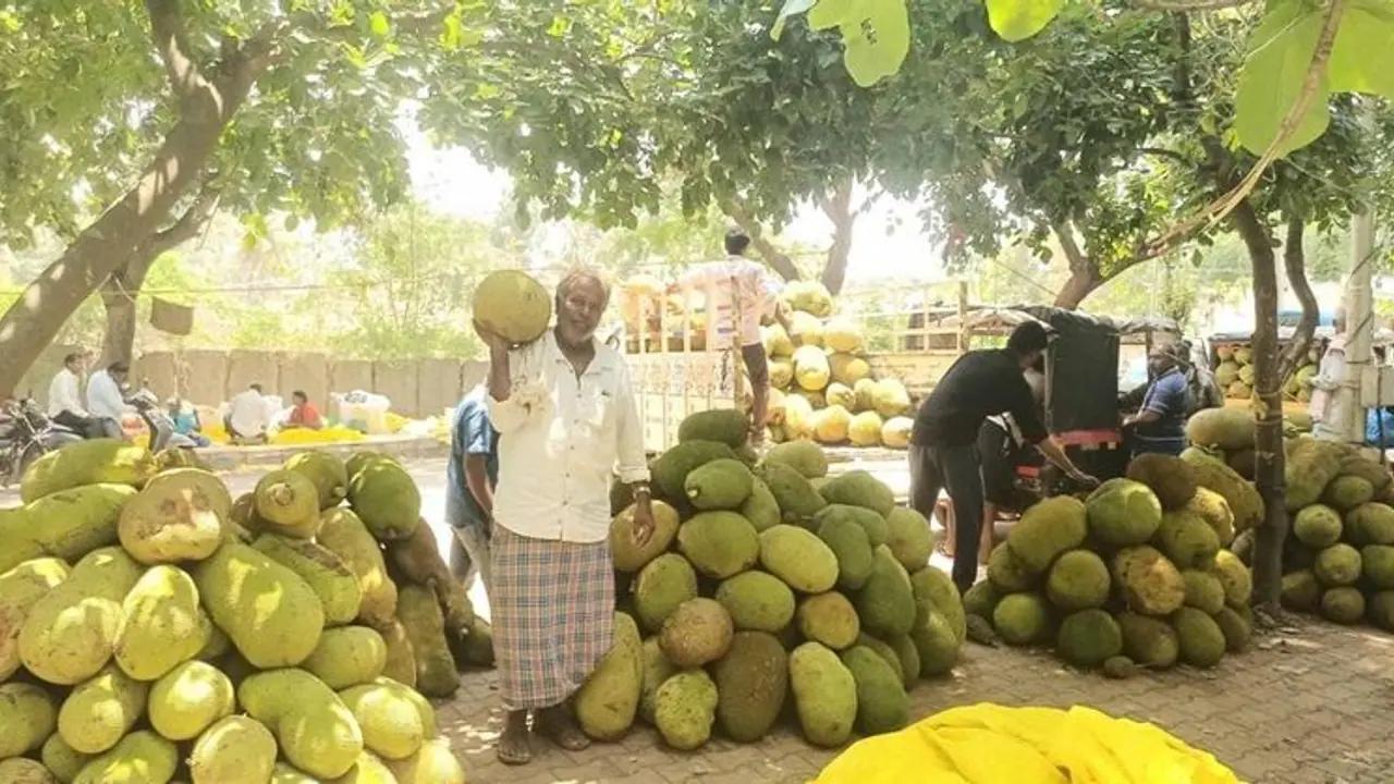  ಹಲಸಿನ ಹಣ್ಣು ದುಬಾರಿ: ಬೆಳೆಗಾರರಿಗೆ ಸಂತಸ