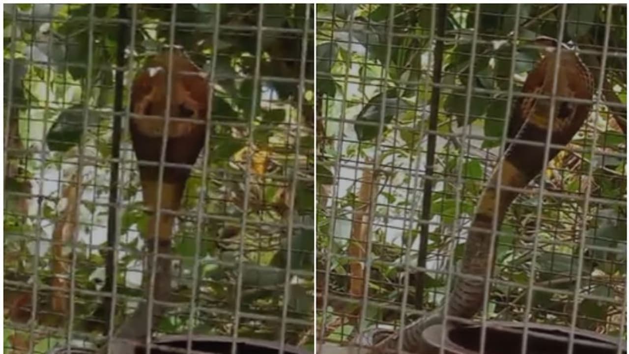 തീറ്റ നല്കാന് പക്ഷിക്കൂട്ടില് കൈയിട്ടപ്പോള് മുന്നില് പത്തിവിടര്ത്തി മരണം; ഫര്ഹാനക്ക് ഭാഗ്യം തുണ വീഡിയോ തീറ്റ നല്കാന് പക്ഷിക്കൂട്ടില് കൈയിട്ടപ്പോള് മുന്നില് പത്തിവിടര്ത്തി മരണം; ഫര്ഹാനക്ക് ഭാഗ്യം തുണ വീഡിയോ