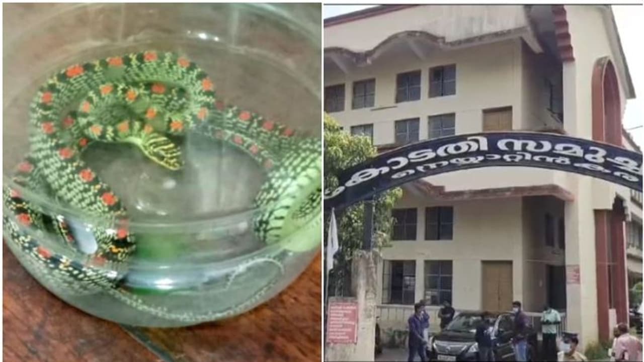 കോടതി അലമാരയിൽ ഫയലുകൾക്കിടയിൽ വർണ്ണ പാമ്പ്; സംഭവം നെയ്യാറ്റിൻകര എംഎസിടി കോടതിയിൽ