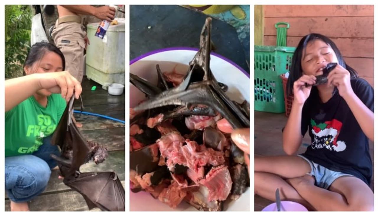 വവ്വാല് സൂപ്പുണ്ടാക്കി വീട്ടമ്മ, ആസ്വദിച്ച് കഴിച്ച് കുട്ടികള്; വൈറല് വീഡിയോയില് 'വയറിളകി' സോഷ്യല് മീഡിയ വവ്വാല് സൂപ്പുണ്ടാക്കി വീട്ടമ്മ, ആസ്വദിച്ച് കഴിച്ച് കുട്ടികള്; വൈറല് വീഡിയോയില് 'വയറിളകി' സോഷ്യല് മീഡിയ