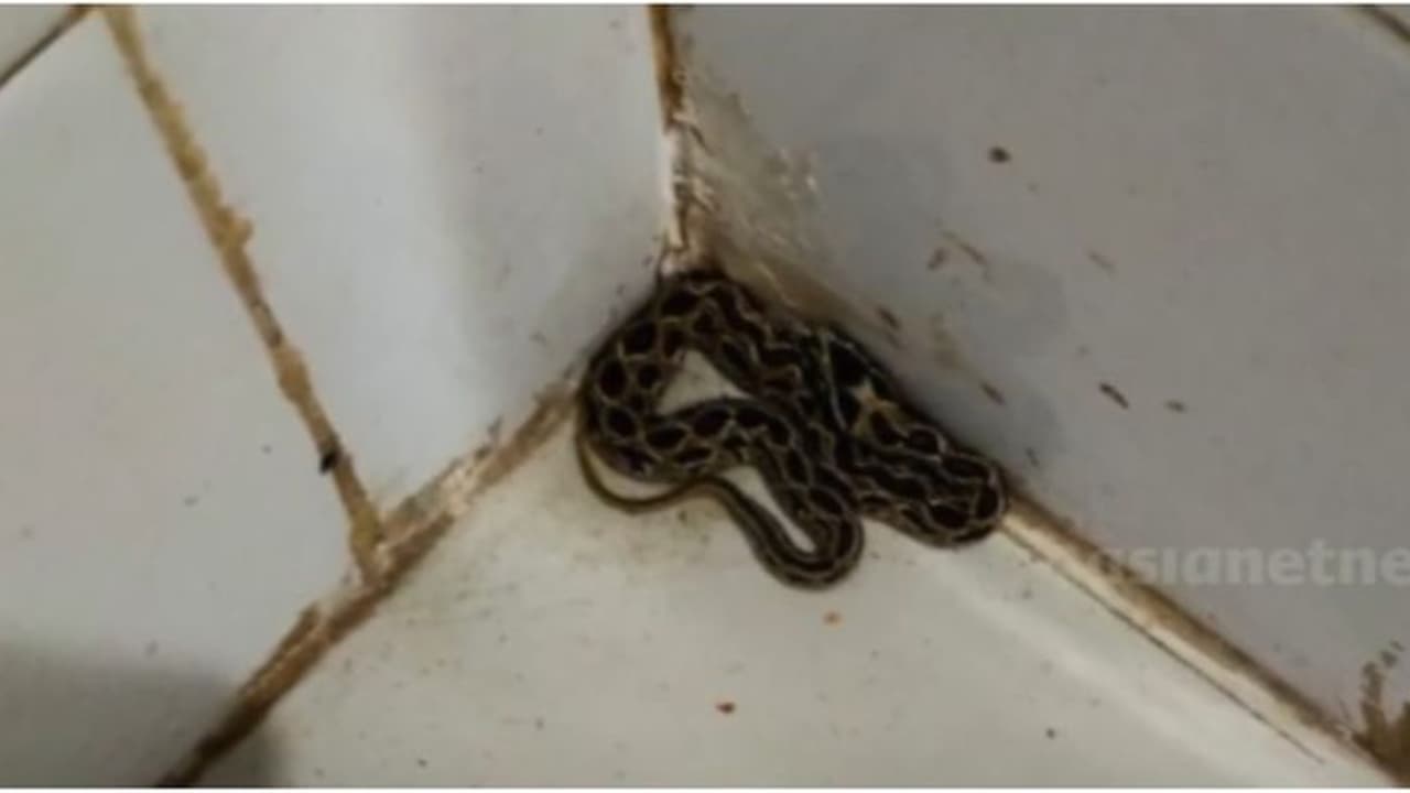 ആരോഗ്യ കേന്ദ്രത്തിൽ അണലി; കണ്ടത് കുട്ടികള്ക്ക് വാക്സിനേഷൻ നൽകുന്ന മുറിയിൽ ആരോഗ്യ കേന്ദ്രത്തിൽ അണലി; കണ്ടത് കുട്ടികള്ക്ക് വാക്സിനേഷൻ നൽകുന്ന മുറിയിൽ