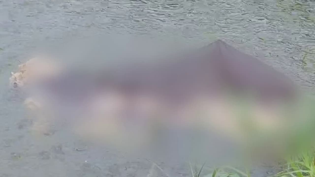 ഭാരതപ്പുഴയിൽ പോത്തുകൾ ചത്തുപൊങ്ങി, ഇതുവരെ കണ്ടെത്തിയത് ഏഴ് ജഡങ്ങൾ ഭാരതപ്പുഴയിൽ പോത്തുകൾ ചത്തുപൊങ്ങി, ഇതുവരെ കണ്ടെത്തിയത് ഏഴ് ജഡങ്ങൾ