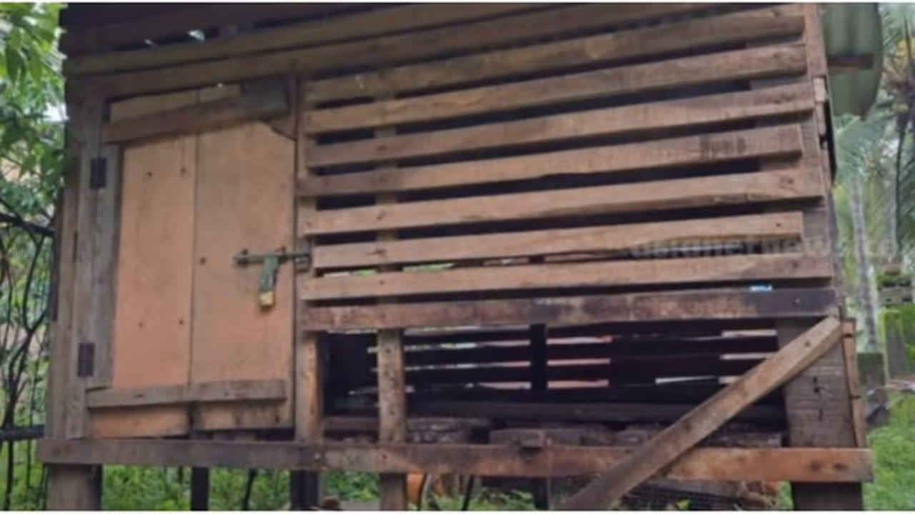 തെരുവു നായകൾ കൂട്ടമായെത്തി കൂടുപൊളിച്ച് ആറ് ആടുകളെ കടിച്ചു കൊന്നു