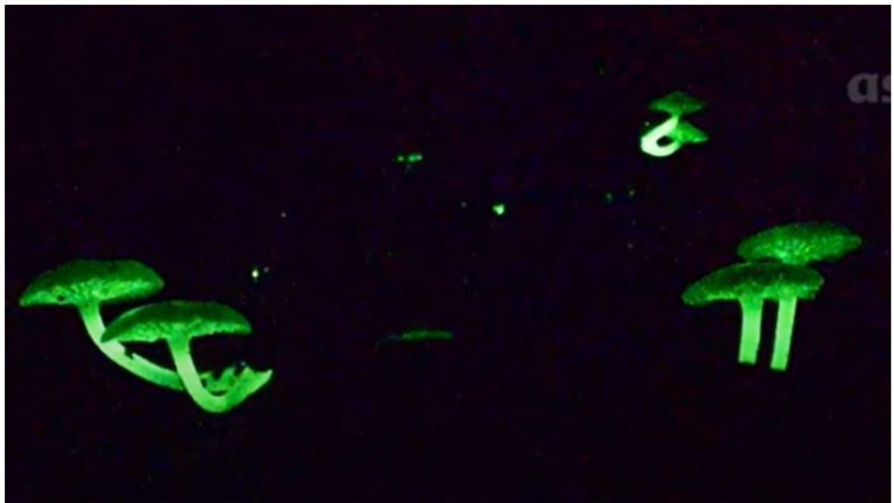 അവതാർ സിനിമയിലെ ഗ്രാഫിക്സല്ല ഇത്! രാത്രിയിൽ പച്ച വെളിച്ചം നൽകുന്ന ഇവയെന്താണെന്ന് അറിയുമോ, അപൂർവ കാഴ്ച അവതാർ സിനിമയിലെ ഗ്രാഫിക്സല്ല ഇത്! രാത്രിയിൽ പച്ച വെളിച്ചം നൽകുന്ന ഇവയെന്താണെന്ന് അറിയുമോ, അപൂർവ കാഴ്ച