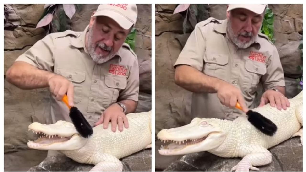 'ഒരു മുതലയെ കിട്ടിയിരുന്നെങ്കില്‍...'; അപൂര്‍വ വെള്ള മുതലയുടെ 'സ്പാ ഡേ' ഏറ്റെടുത്ത് സോഷ്യല്‍ മീഡിയ 