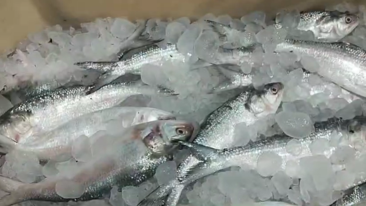 Hilsa Fish Price