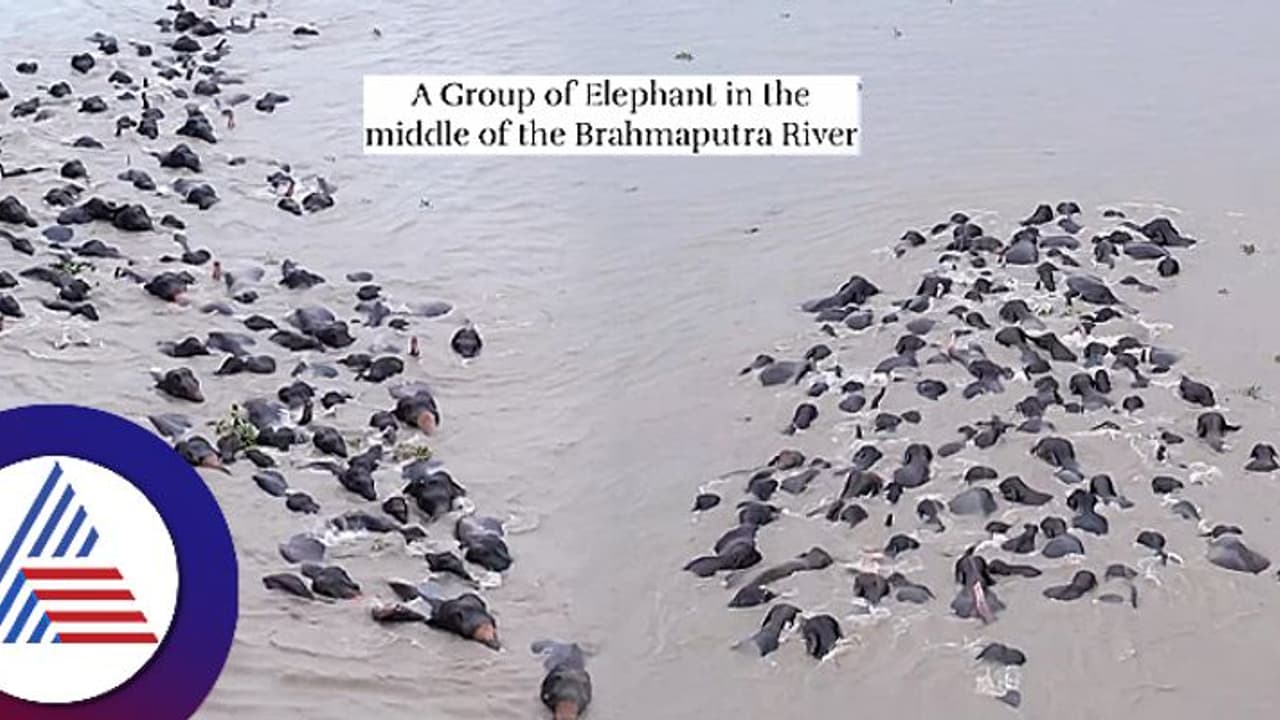 ಇದು ಕಲ್ಲು ಬಂಡೆಯಲ್ಲ, ಬ್ರಹ್ಮಪುತ್ರ ನದಿ ದಾಡುತ್ತಿರುವ ಆನೆ ಹಿಂಡು ವಿಡಿಯೋ! ಇದು ಕಲ್ಲು ಬಂಡೆಯಲ್ಲ, ಬ್ರಹ್ಮಪುತ್ರ ನದಿ ದಾಡುತ್ತಿರುವ ಆನೆ ಹಿಂಡು ವಿಡಿಯೋ!