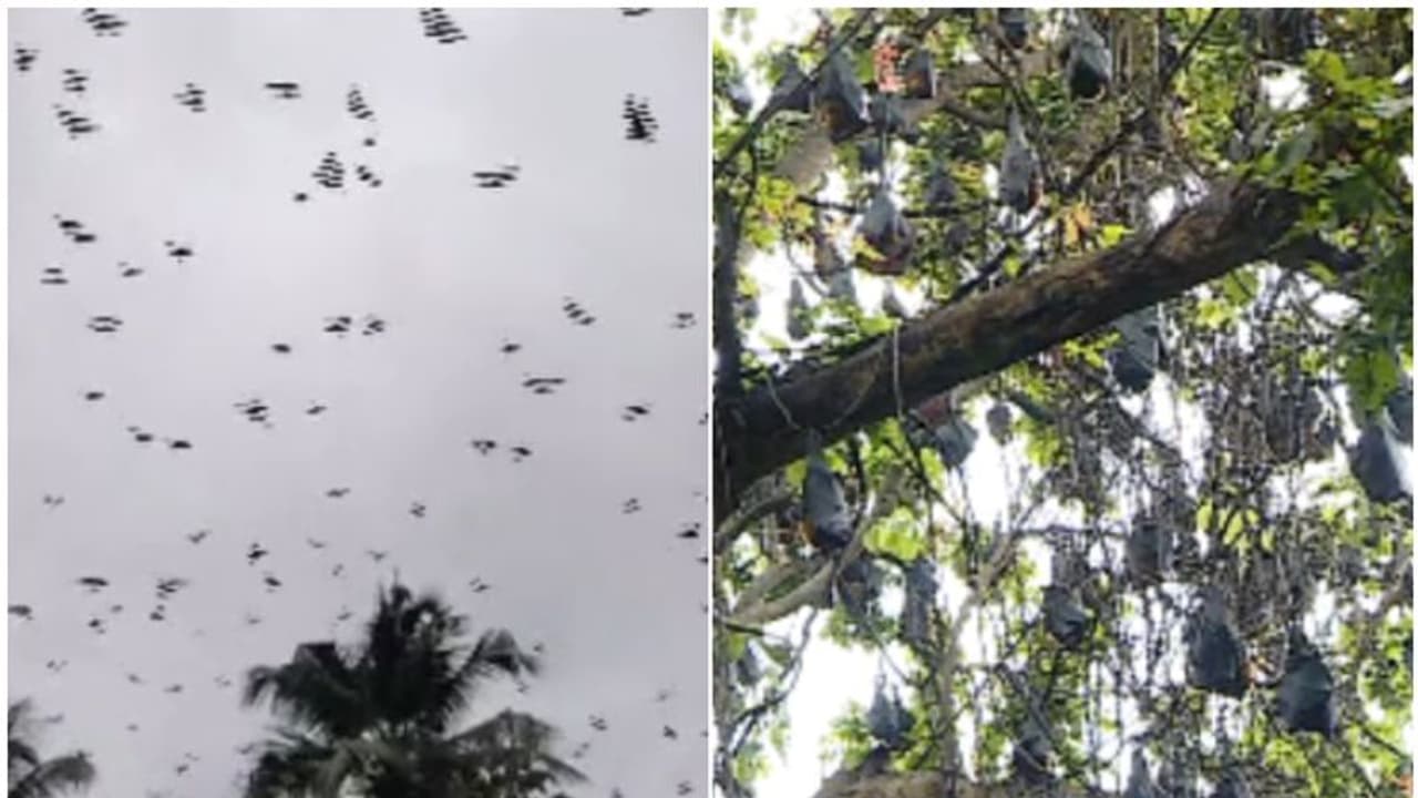 സന്ധ്യയായാൽ കൂട്ടത്തോടെ ചിറകടികളും കരച്ചിലും; ഒടുവിൽ പ്രശ്നം വച്ച് നോക്കി, മരത്തിന്‍റെ ചില്ല കോതാൻ തീരുമാനം